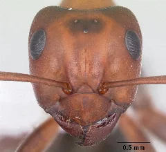 Formica Exsectoides Casent0104768 Head 1
