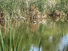Fountation Creek Nature Center 7