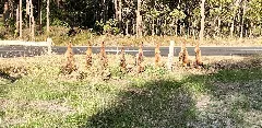 Foxes Are Not Welcome In Carbunup