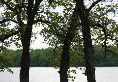 Foxlakemn