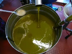 Fresh Olive Oil, Olio D'oliva Novello, Frisches Oliven Oel 2008