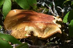 Fungi Springdale, Newfoundland 2019 08 16 (01)
