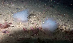 Goniaeolis Typica Sars M 1861 01