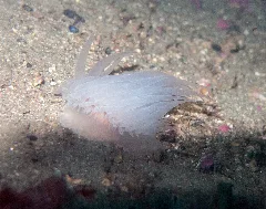 Goniaeolis Typica Sars M 1861 03