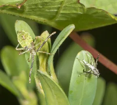 Gonocerus Acuteangulus Nymphe