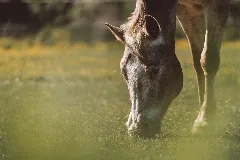 Gray Horse On Green And Yellow Meadow (Unsplash)