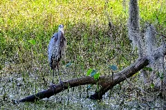 Great Blue Heron Panoramio (7)