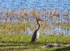 Great Blue Heron Panoramio (8)