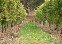 Grey Monk Winery Panoramio