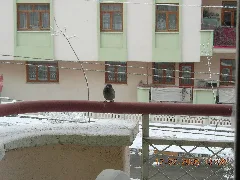 Halıkent Zavallı Kuş Panoramio