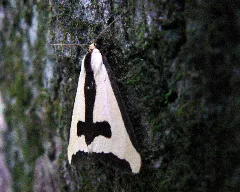Haploa Clymene