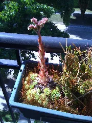 Hens And Chicks Mature Stalk