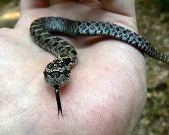 Heterodon Platirhinos 1