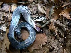 Heterodon Platirhinos 2