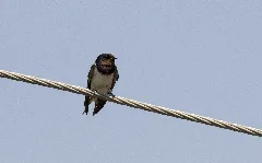 Hirundo Rustica Barn Swallow 14