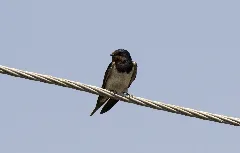 Hirundo Rustica Barn Swallow 15