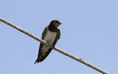 Hirundo Rustica Barn Swallow 16
