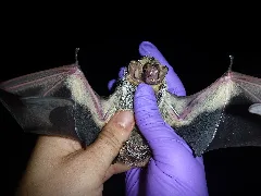 Hoary Bat