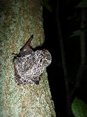 Hoary Bat Dorsal Coloration