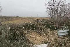 Hodges Ditch 20 01 03 054