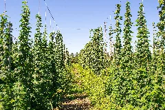 Hop Farm 1
