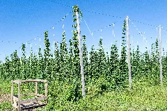 Hop Farm 2