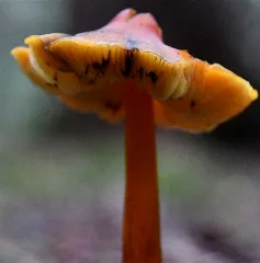 Hygrocybe Conica 93066501