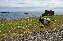 Icelandic Goat