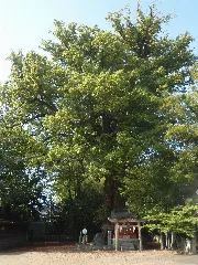 Ikkujinjaokusu