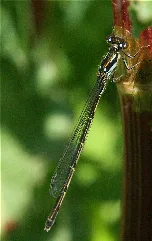 Ischnura Posita