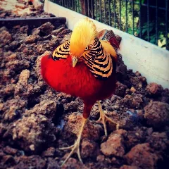 Istanbul Turkey Zoo Chicken Animal (14346533914)