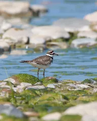 Killdeer (4641152278)