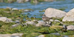 Killdeer (4641152872)