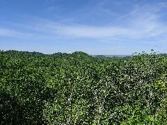 Knobs State Forest