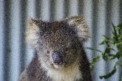 Koala (35709083895)