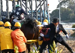 Kochi Racecourse 20140101 4R