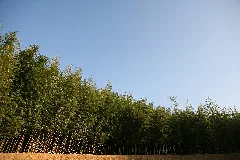 Korea Damyang Juknogwon Bamboo Garden 03