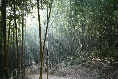 Korea Damyang Juknogwon Bamboo Garden 06
