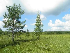 Lamminjärvensuon Puita