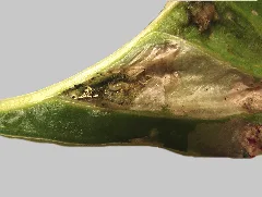 Larva Inside Peeled Back Blister