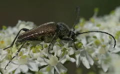 Lepturobosca Chrysocoma P1250797A