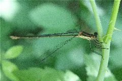 Lestes Vigilax
