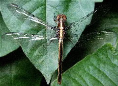 Libellula Flavida