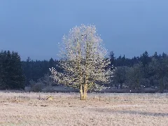 Lone Tree Panoramio