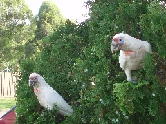 Long Billed Corellas (5352834365)