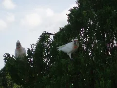 Long Billed Corellas (5352839435)