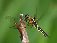 Lyriothemis Pachygastra 20100710