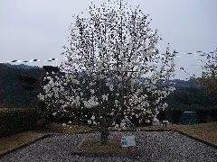 Magnolia Pseudokobus Abe Et Akasawa Kobushimodoki