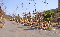 Manbulsa 11 10119