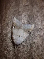 Nola Cilicoides 50668357